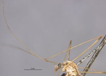 Media type: image;   Entomology 10296 Aspect: Leg
